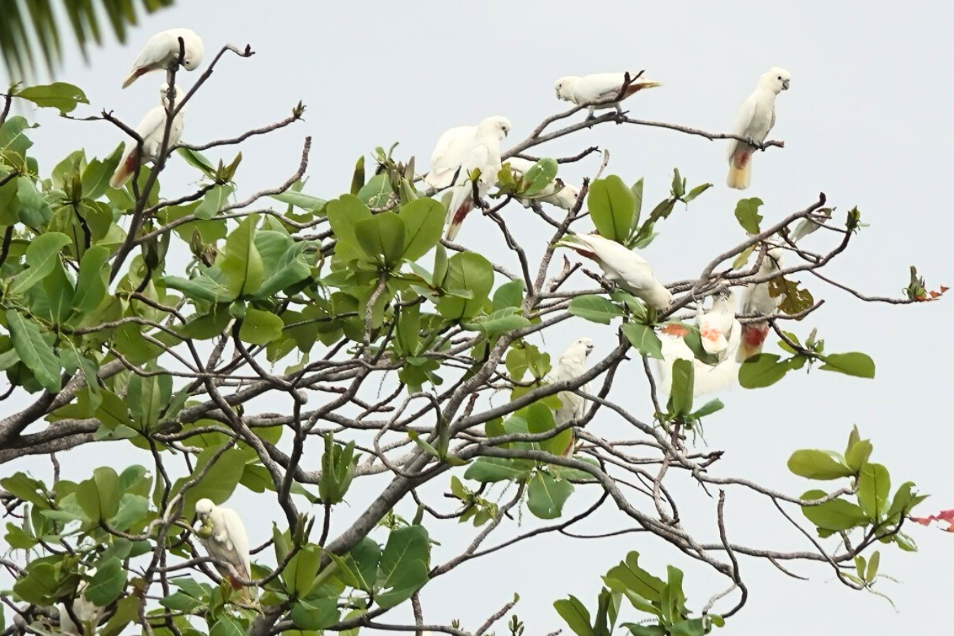 Philippine Cockatoo