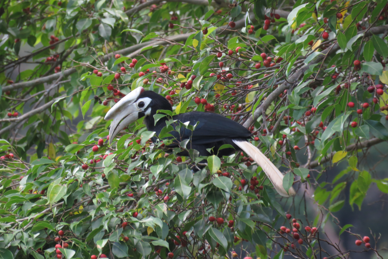 Palawan Hornbill