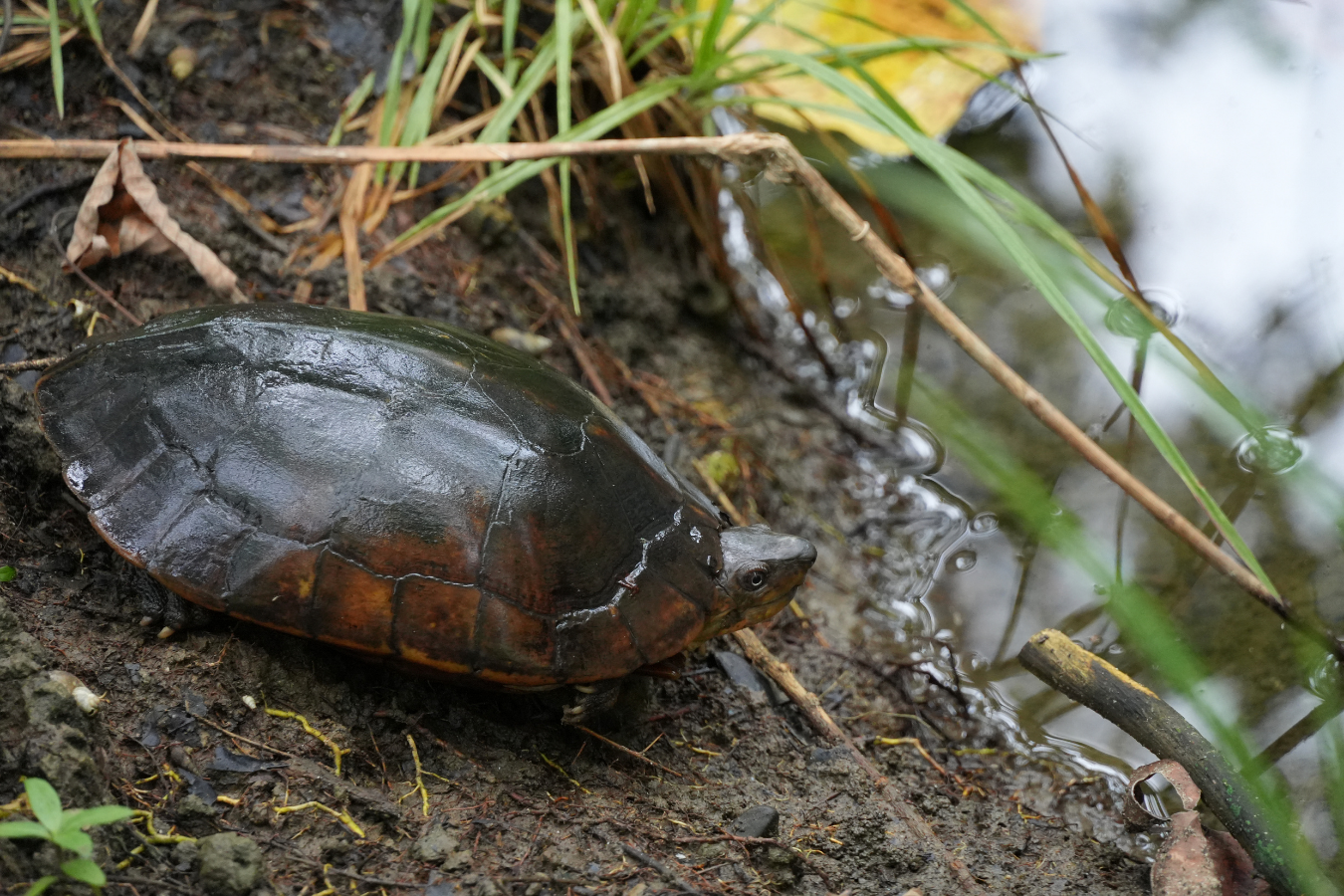 Philippine Forest Turtle