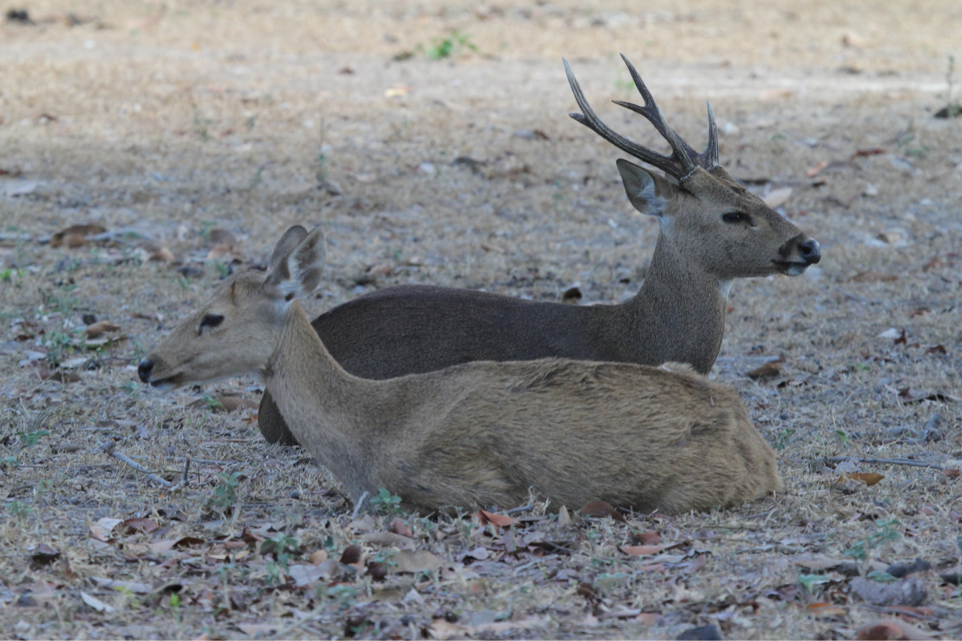 Calamian Deer