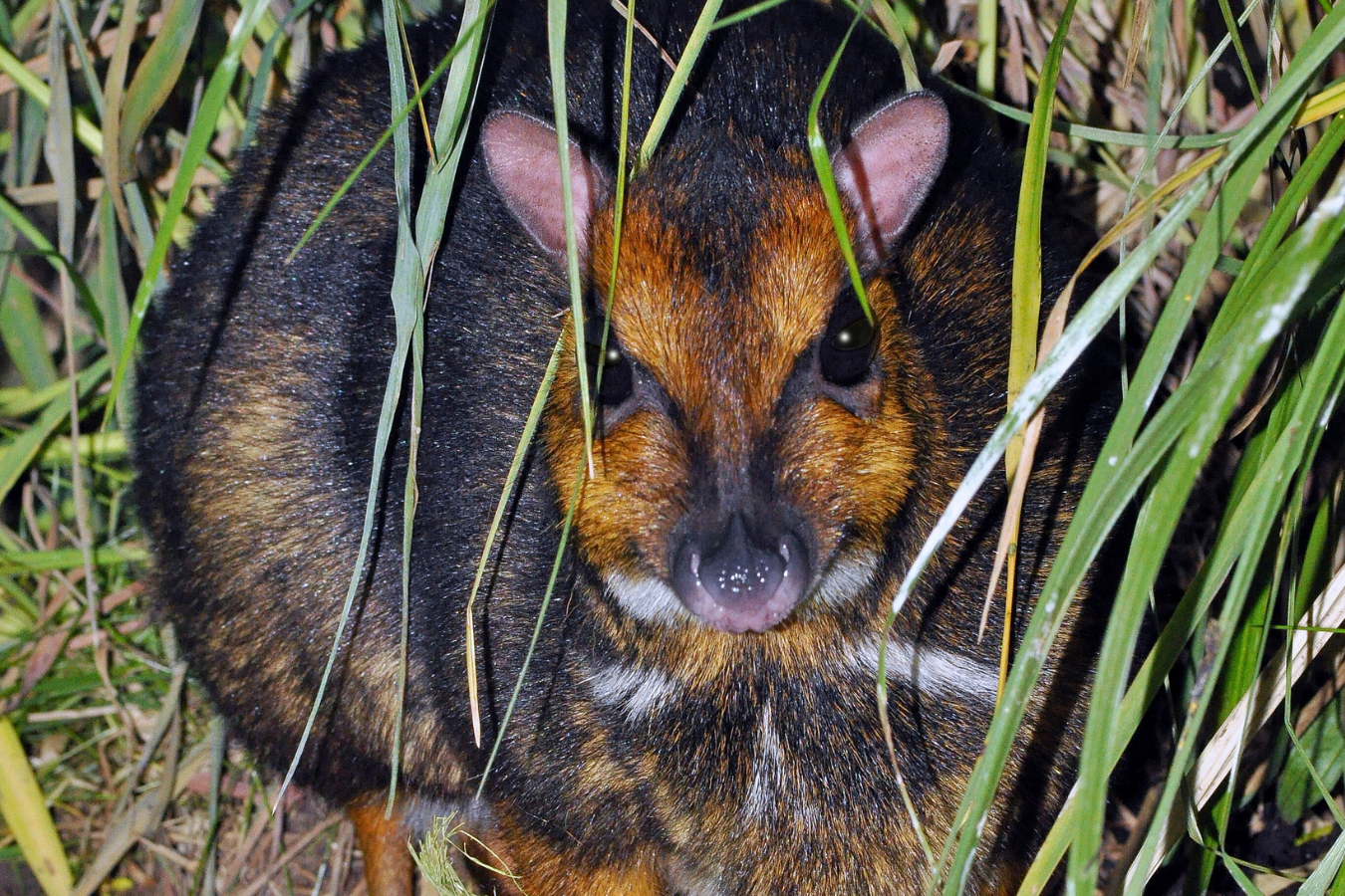 Balabac Mousedeer