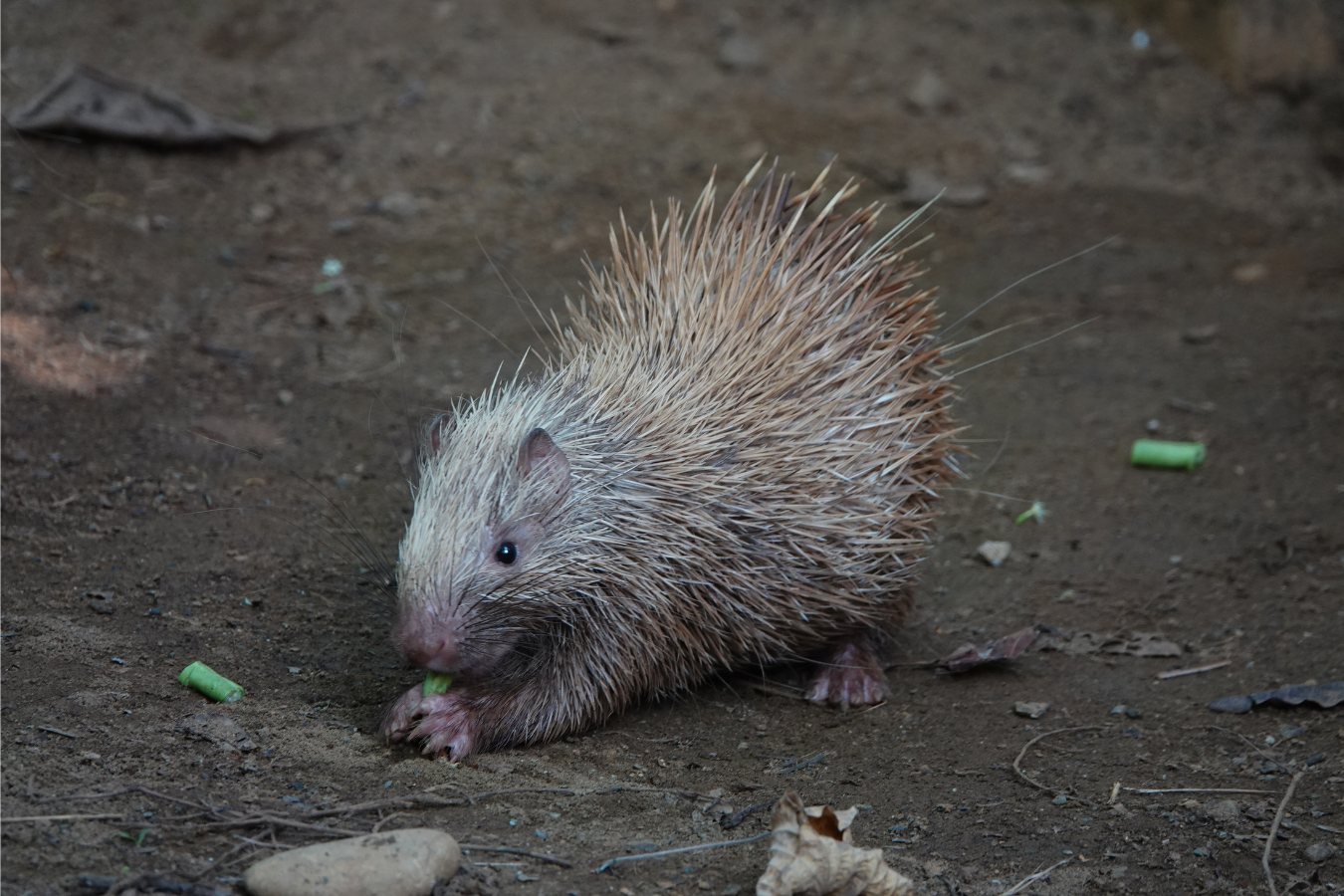 Palawan Porcupine