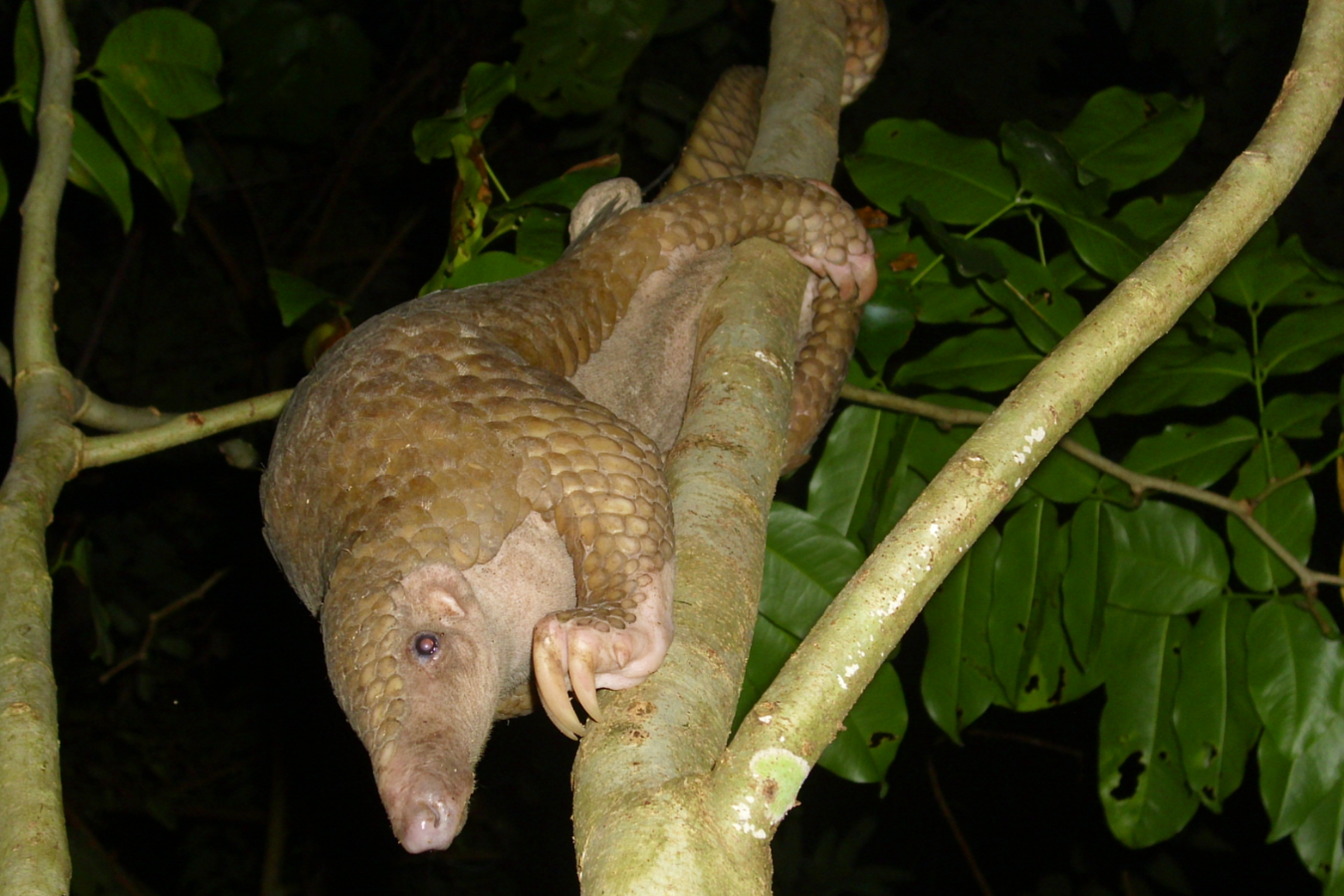 Palawan Pangolin