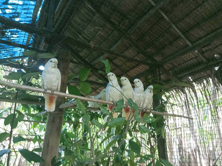 Five critically endangered Philippine Cockatoos successfully translocated to Dumaran Island!