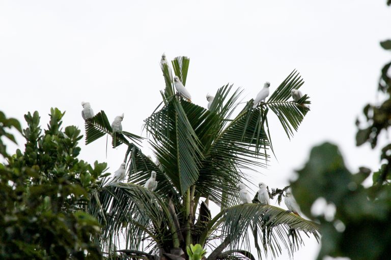 Flight for freedom echoes through IPPF as KFI’s intensive nest protection scheme secures cockatoo  breeding success