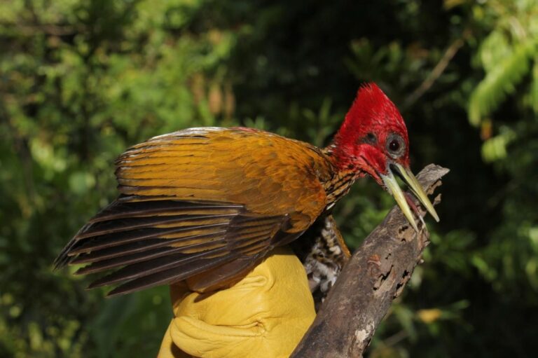 Rare records of Palawan wildlife highlight results of Rapid Biodiversity Assessment in IPPF