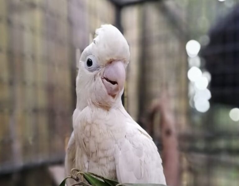 HOPE fledges successfully from the Katala Institute in Narra